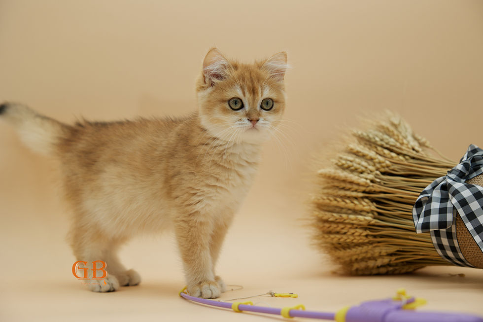 shorthair cat breeder