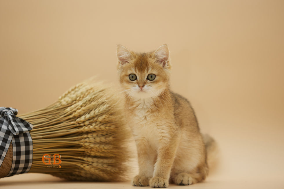 shorthair cat breeders