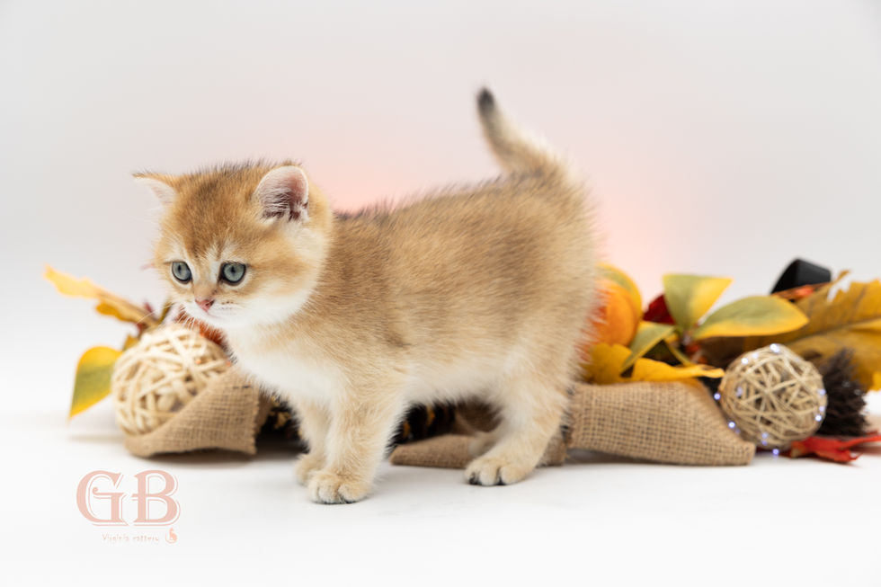 kittens for sale near me