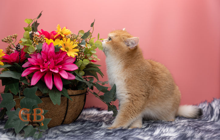 British Shorthair Cat