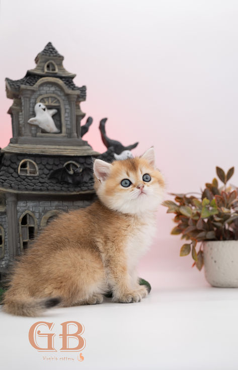 British shorthair breeder