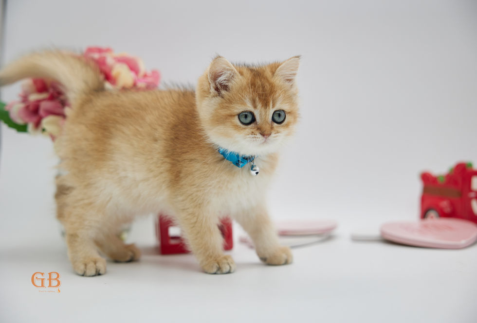 Golden British shorthair shaded