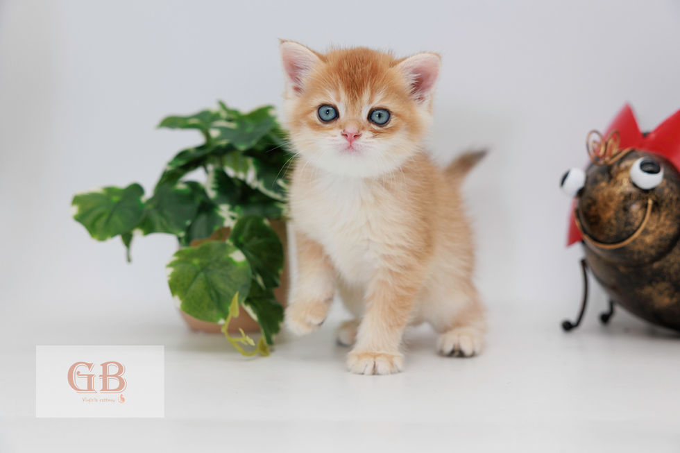 british shorthair hair