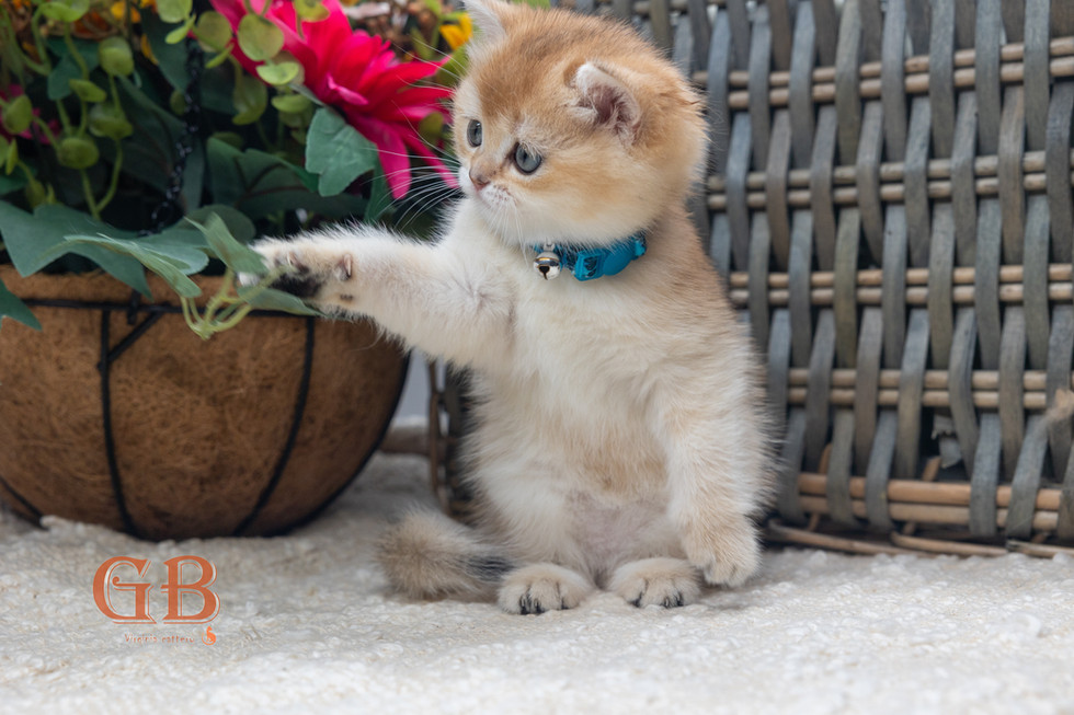 British shorthair