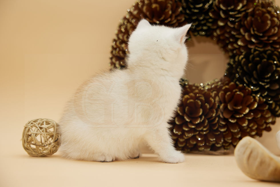 british shorthair kittens