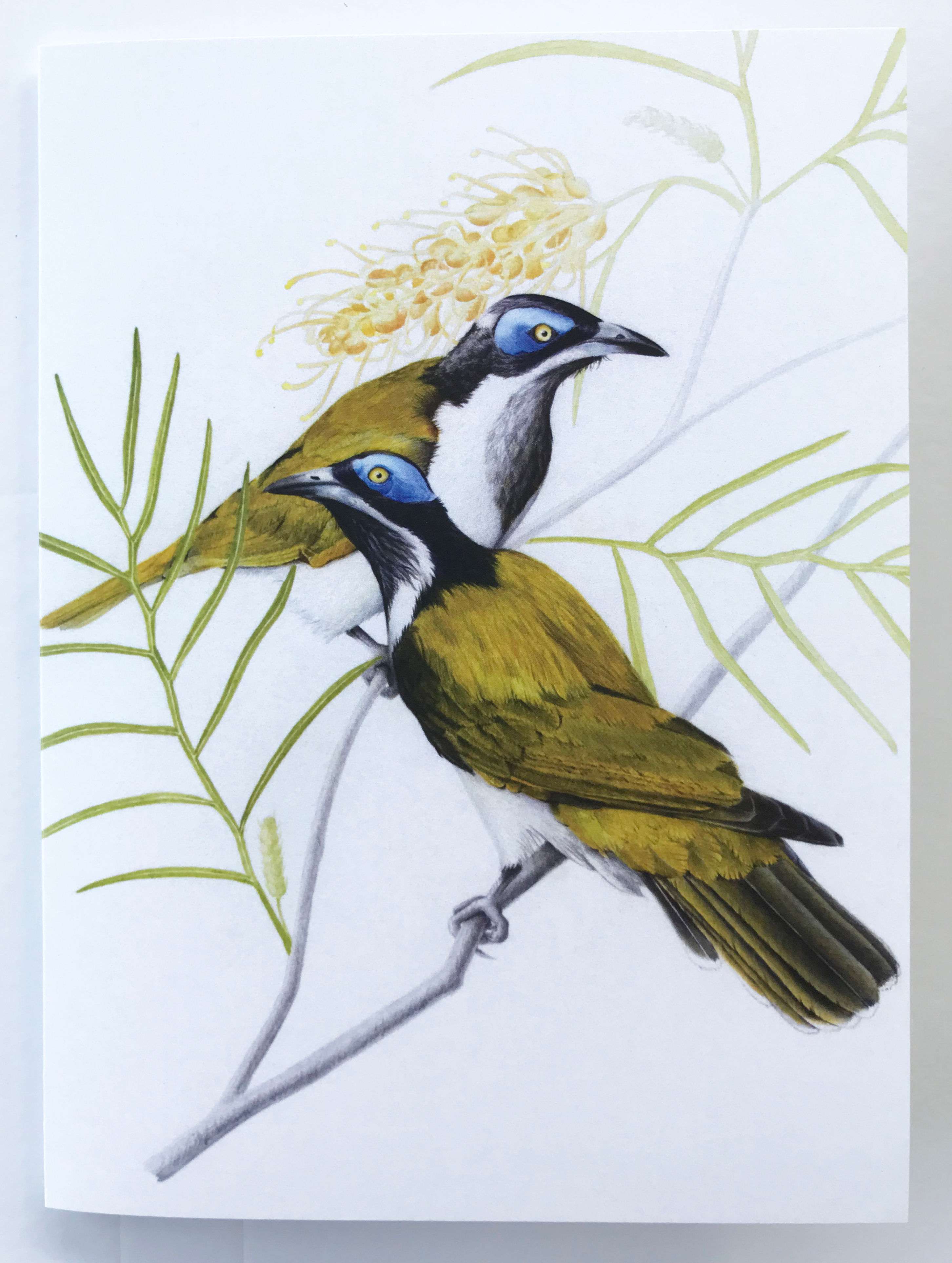Greeting card - Blue-faced honeyeaters
