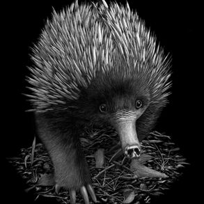 Echidna scratchboard