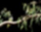 Regent honeyeaters.jpg