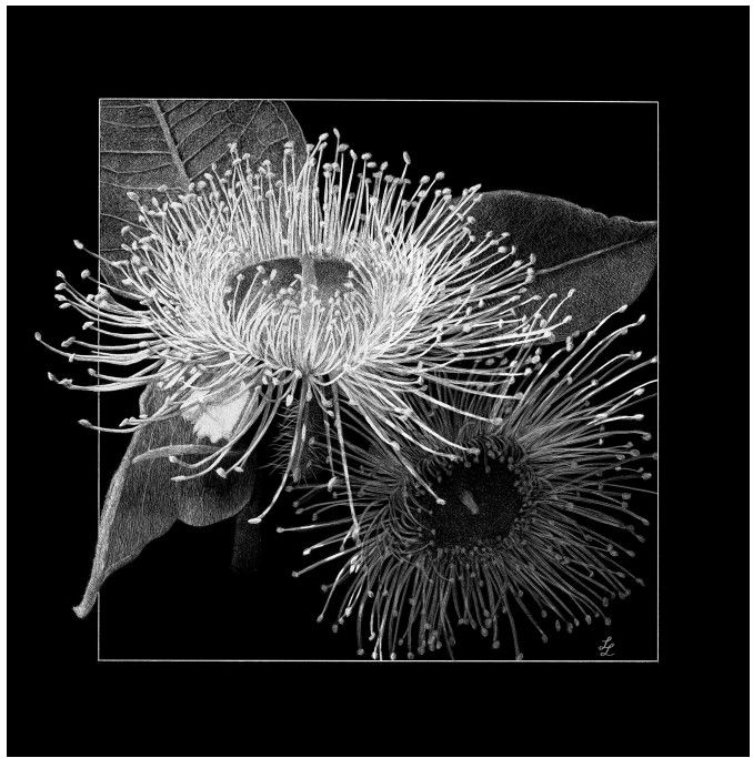 Greeting card - Angophora hispida (dwarf apple gum)