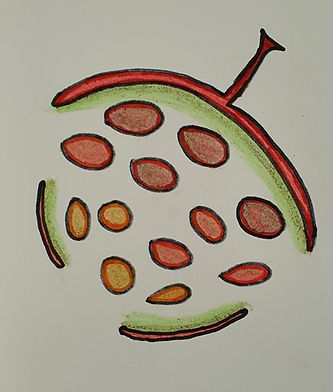 Fruit_edited_edited.jpg