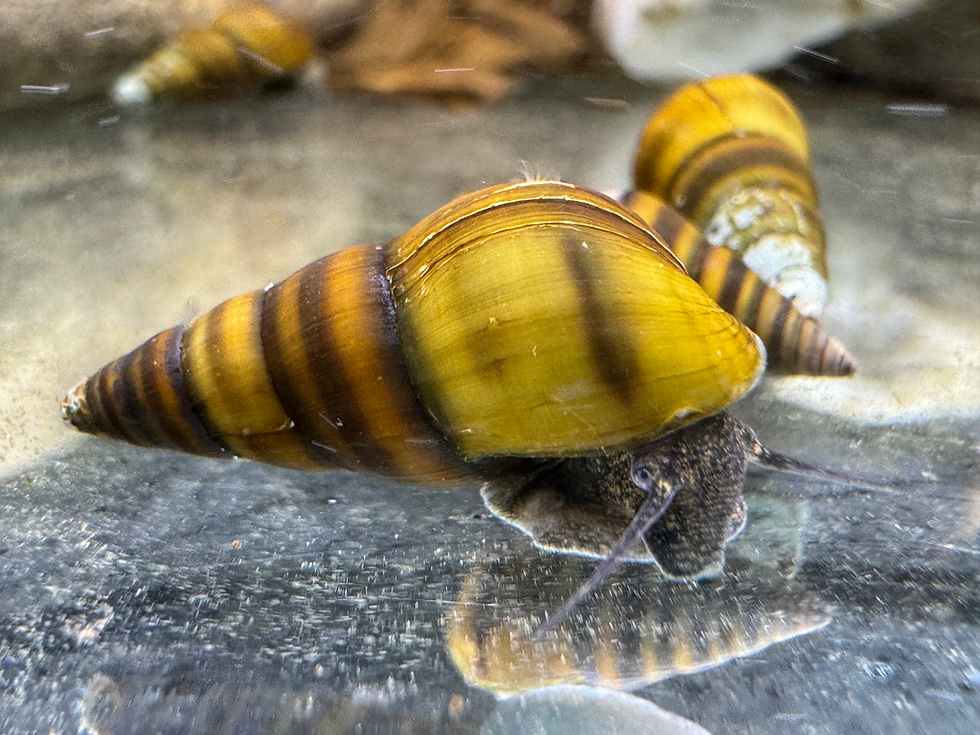 Bienenschnecke im Garnelenbecken – Aufwuchsfresser auf Steinoberfläche