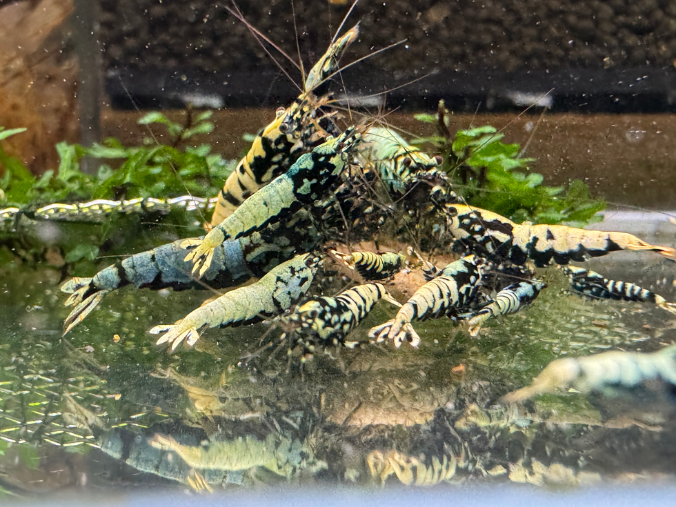 Boa Garnelen Zuchtform mit geschlossenem Überzug aus der Fishbone-Linie