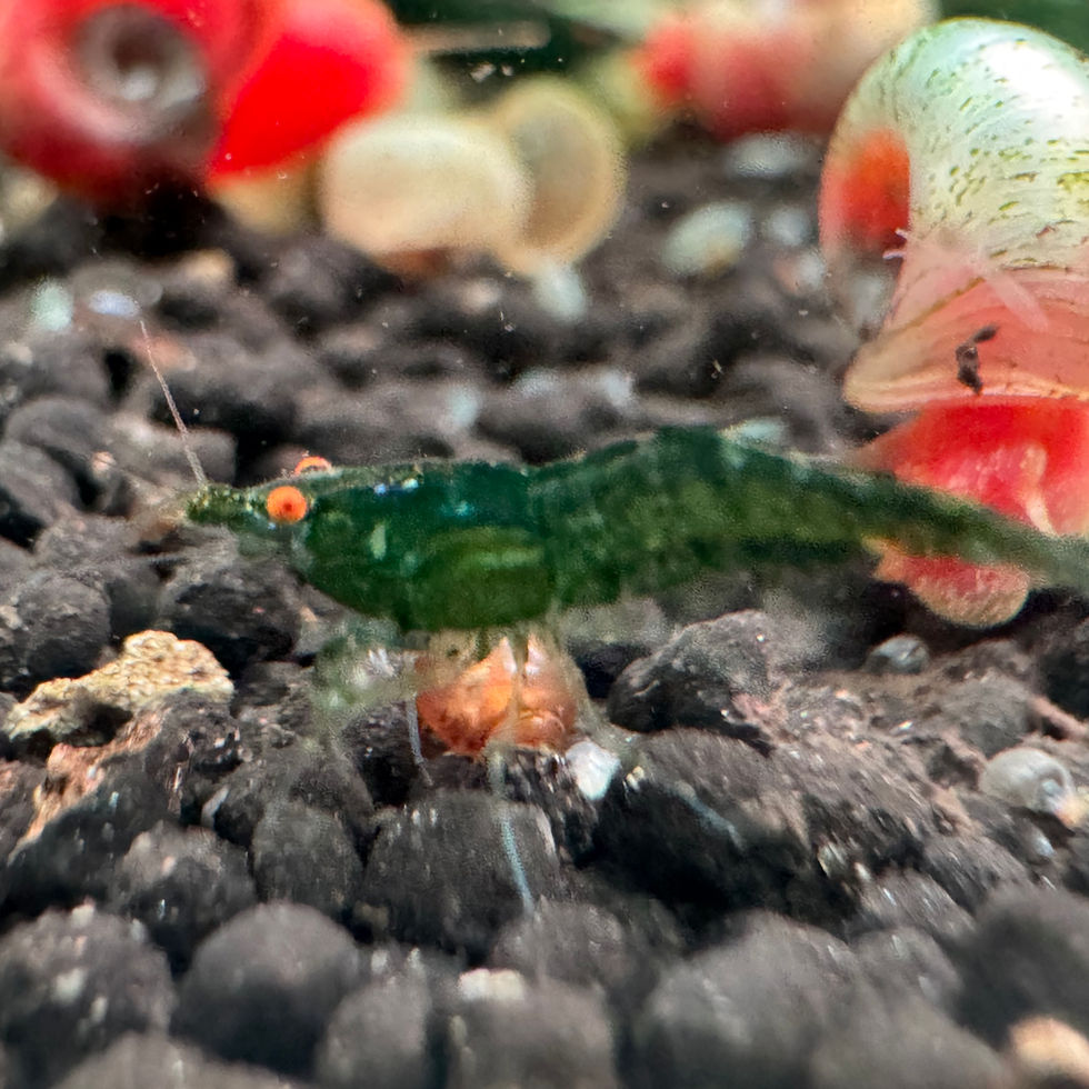Mehrere Green Demon OE Garnelen beim Abweiden des Bodengrunds