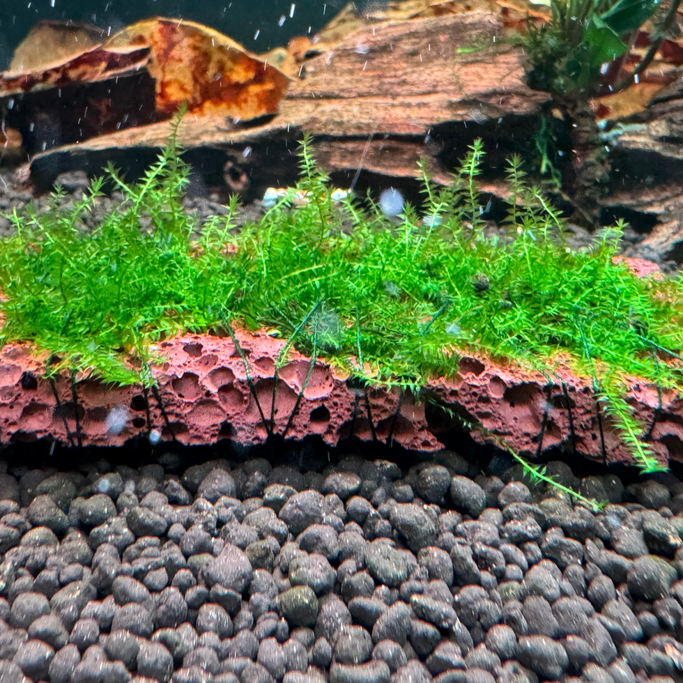 Maßgeschnittene Lavasteinplatte 10x5x1 cm – ideal zum Aufbinden von Moos und Bucephalandra im Aquarium