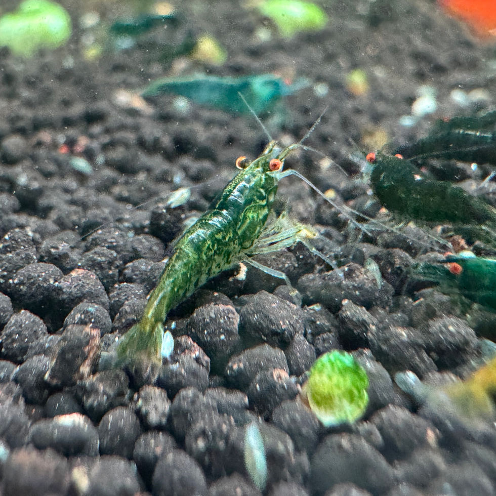 Nahaufnahme einer Green Demon OE Garnele mit leuchtend orangefarbenen Augen