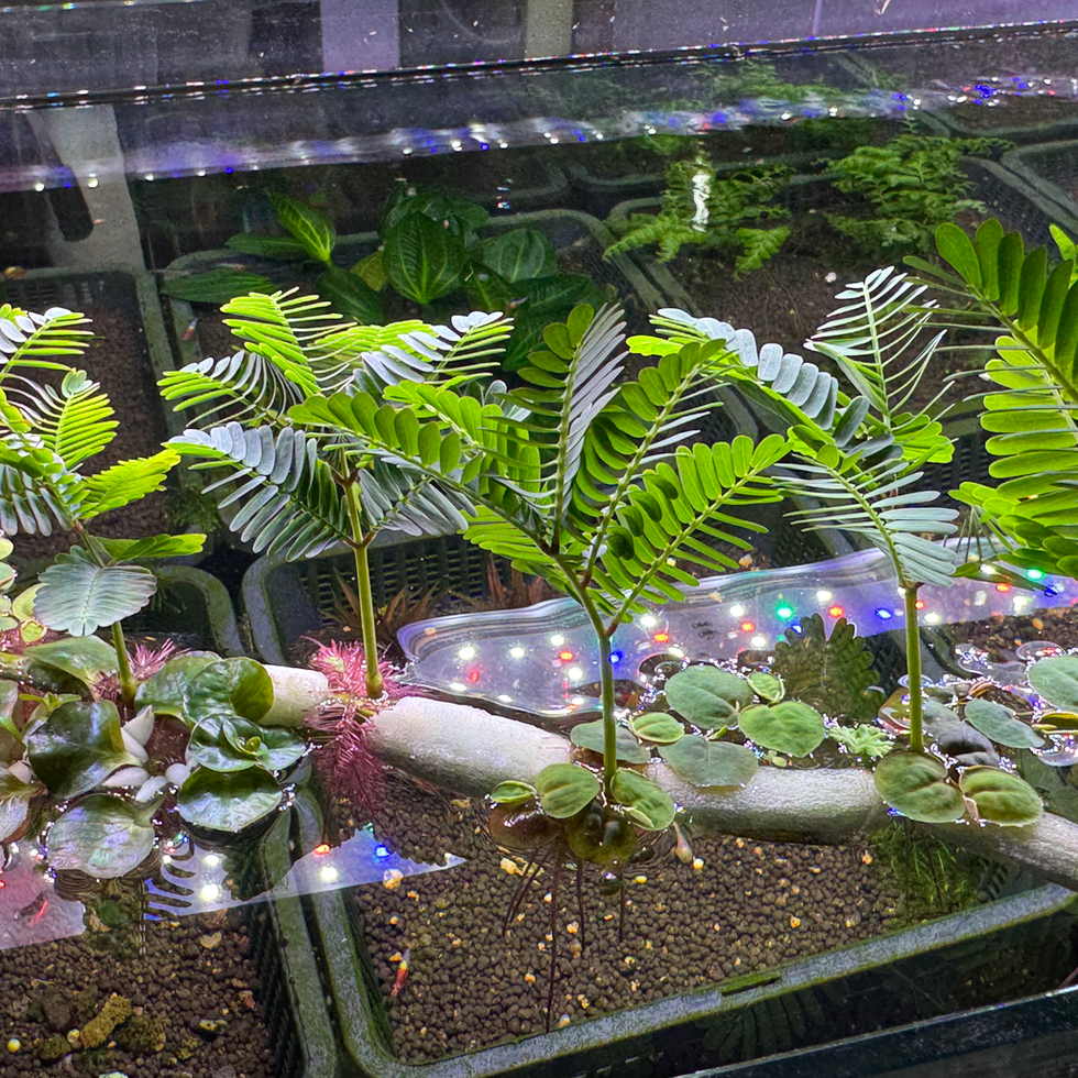 Neptunia oleracea – pflegeleichte Schwimmpflanze mit attraktiver Optik für Aquascaping