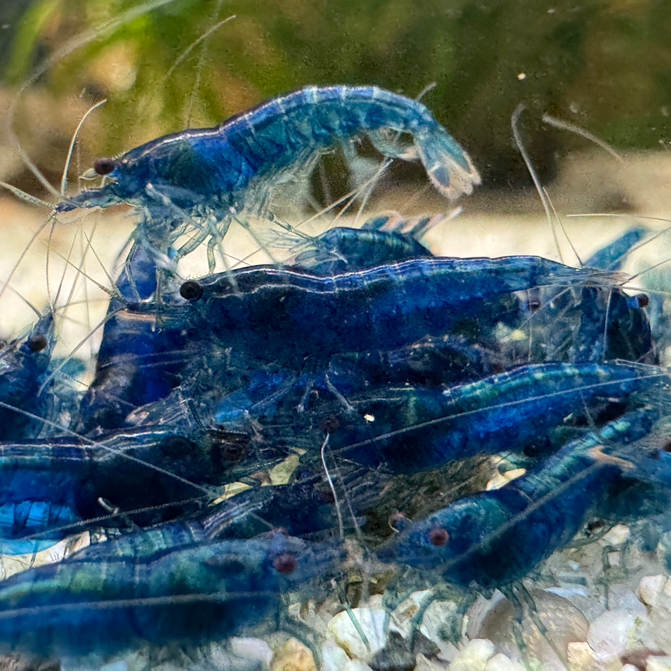 Blue Dream und Blue Velvet Garnelen Gruppe im bepflanzten Aquarium