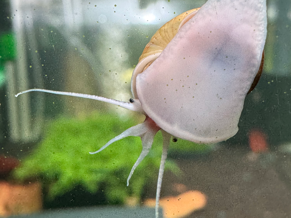 Zebra-Apfelschnecke in bepflanztem Aquarium, aktive und friedliche Art