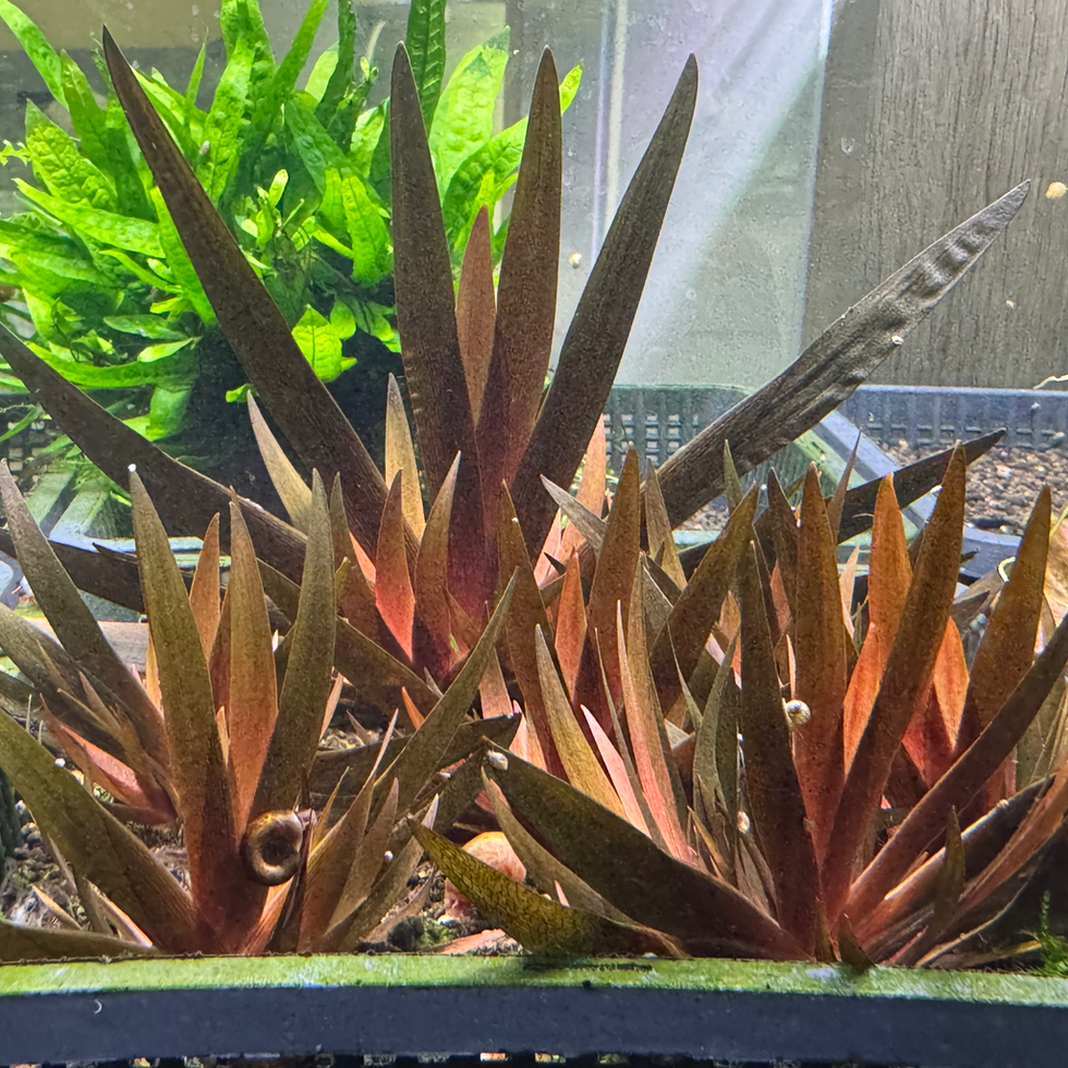 Xyris sp. Red im Aquarium – dekorative Rarität mit sternförmigen Blättern und leuchtenden Farben