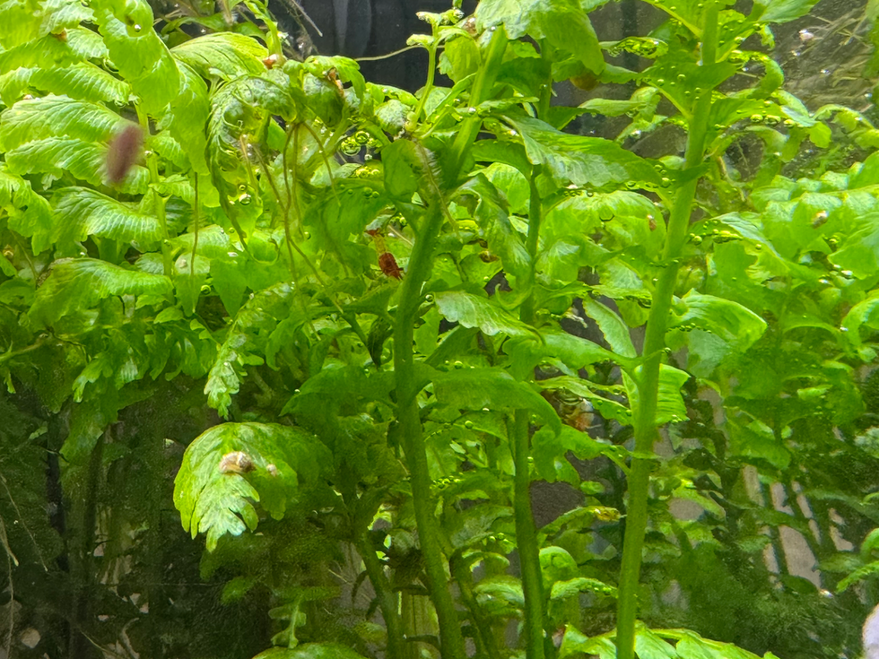 Hymenasplenium obscurum – seltener Aquarienfarn für Naturaquarien und Aquascaping