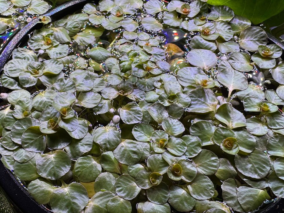 Schwimmende Ludwigia im Aquarium – seltene Aquariumpflanze mit langen Wurzeln