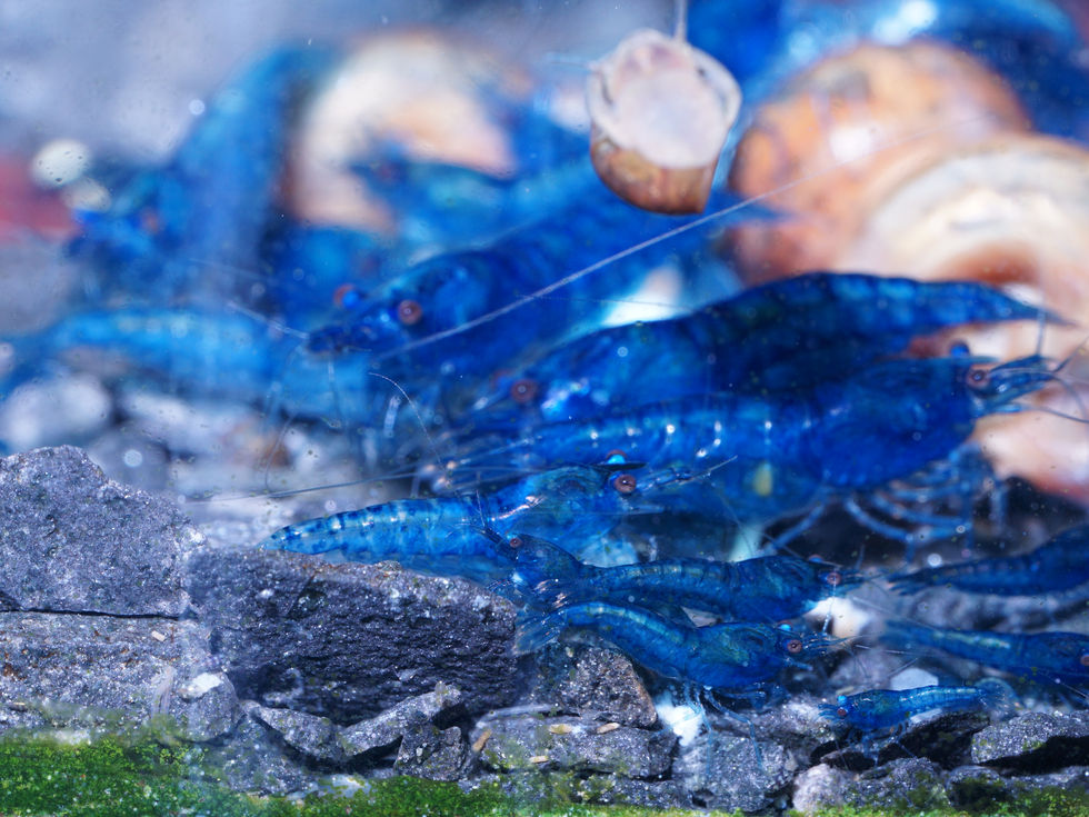 Blue Diamond Garnelen – leuchtend blaue Aquarienbewohner für Garnelen- und Gemeinschaftsbecken