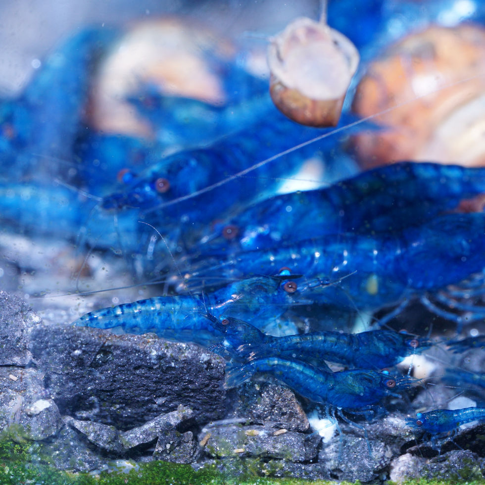 Blue Diamond Garnelen – leuchtend blaue Aquarienbewohner für Garnelen- und Gemeinschaftsbecken
