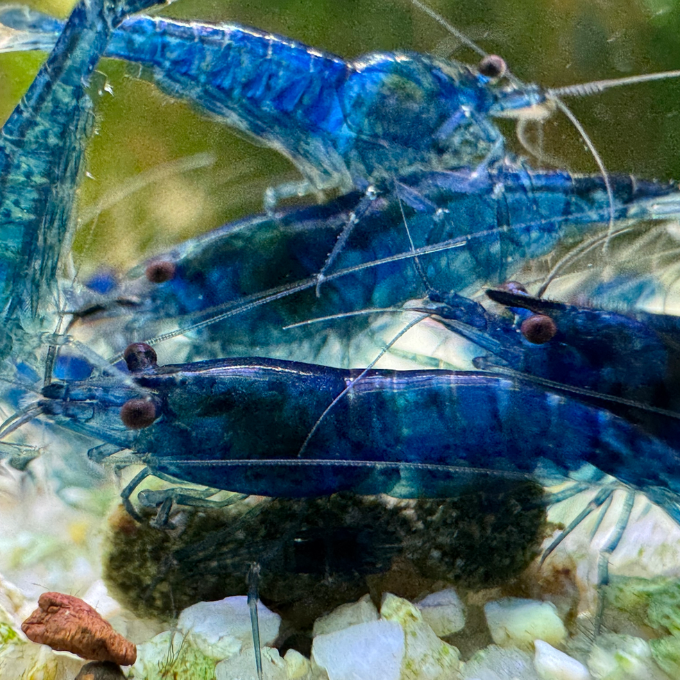 Neocaridina davidi Blue Dream mit gleichmäßiger Blaufärbung