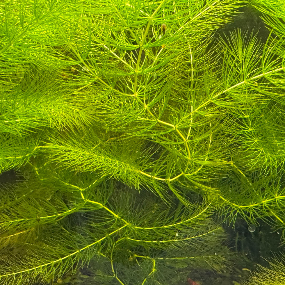 Hornkraut an der Wasseroberfläche – natürliche Algenkontrolle im Aquarium