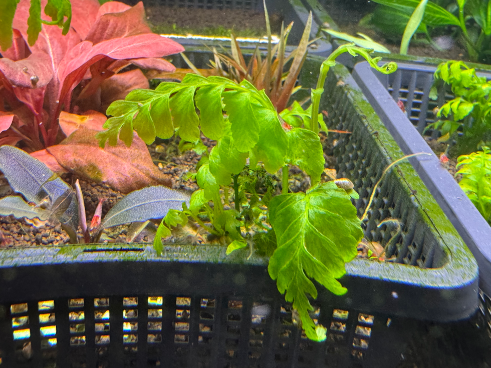Hymenasplenium obscurum – robuste Rarität für bepflanzte Aquarien und Garnelenbecken