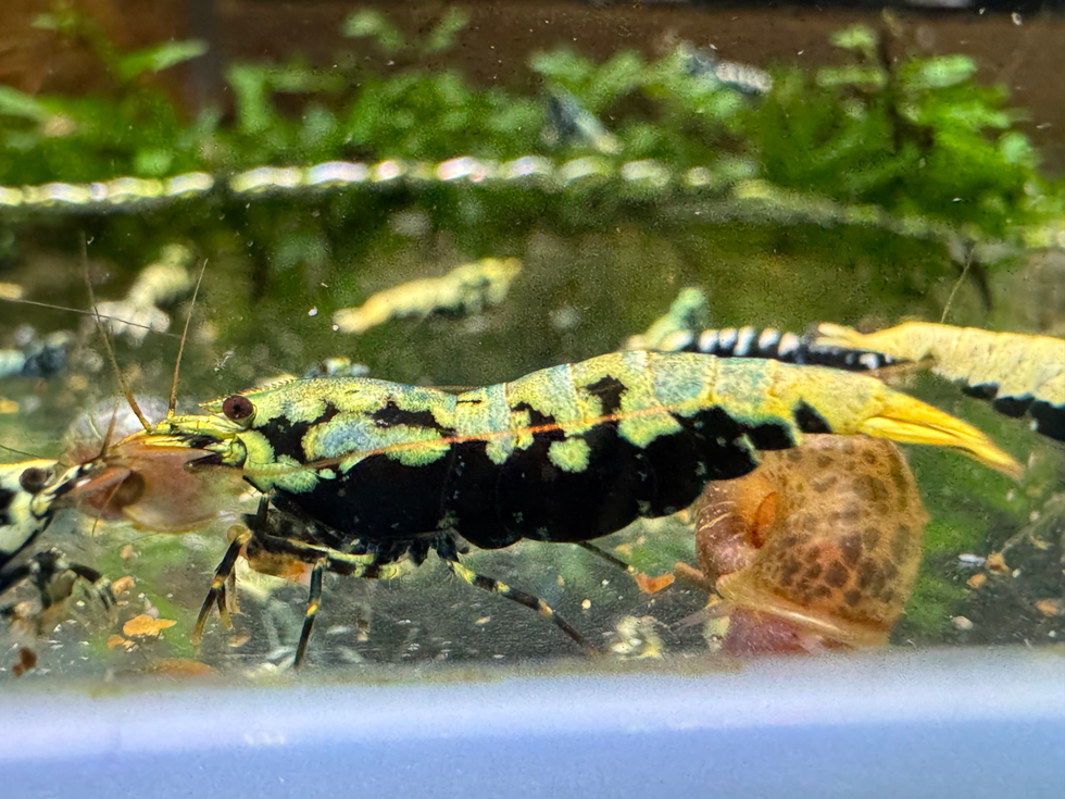 Blue Boa Garnele aus deutscher Nachzucht mit blauem Overlay im Muster