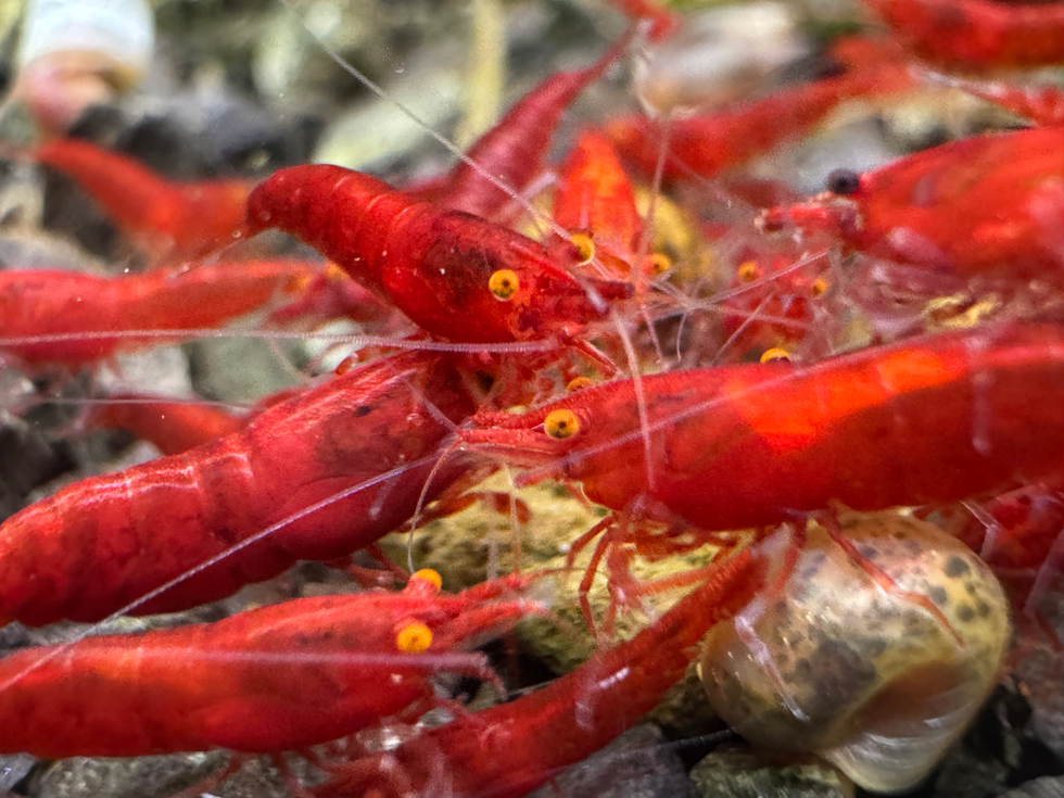 Bloody Mary Neocaridina in kräftigem Rot, Fokus auf den markanten Orange Eyes.
