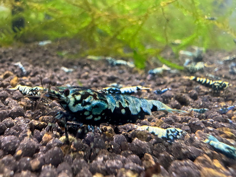 Blue Boa Garnelen an einem Seemandelbaumblatt im Becken