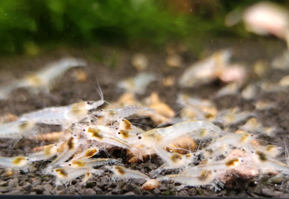 White Pearl Garnele – zierliche, schneeweiße Neocaridina-Garnele für Süßwasseraquarien