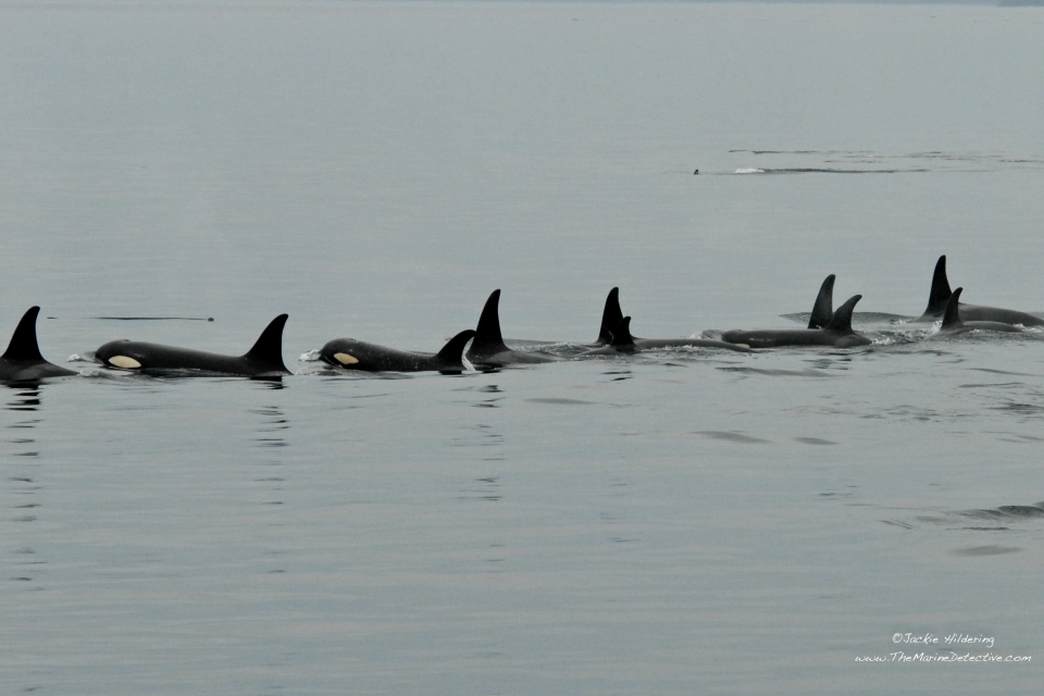 fishing trips victoria bc