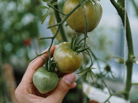 Urban vertical farming