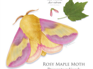 Illustration of a yellow and pink rosy maple moth, with a red maple leaf and seed in top right corner
