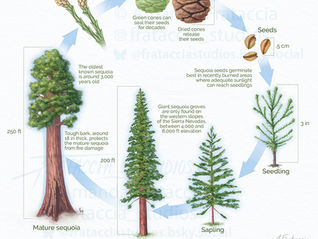 Digital illustration showing the life cycle of a giant sequoia tree, starting from male/female cones and seeds all the way to a mature sequoia.