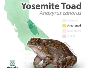 Digital illustration of a female yosemite toad with textured and bumpy skin. Behind the toad is an illustration of the state of CA showing the area of the toads habitat overlapping with Yosemite National Park