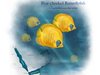 Illustration showing swimming blue-cheeked butterflyfish. Map of the red sea and gulf of Aden and surrounding countries sits in bottom left