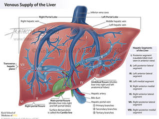 Color illustration showing the dual venous supply of the liver from the hepatic portal vein and the inferior vena cave. Venous branches and lobes of liver are labeled.