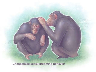 Digital illustration showing two chimpanzees participating in classic social grooming behavior. The chimp on the right is plucking bugs from the head of the chimp on the left.