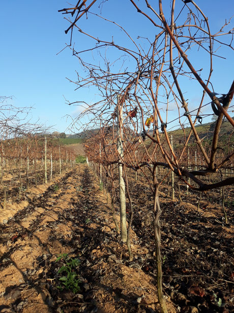 Planta no período de dormência (inverno)