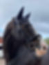 Osborn Equine.jpeg