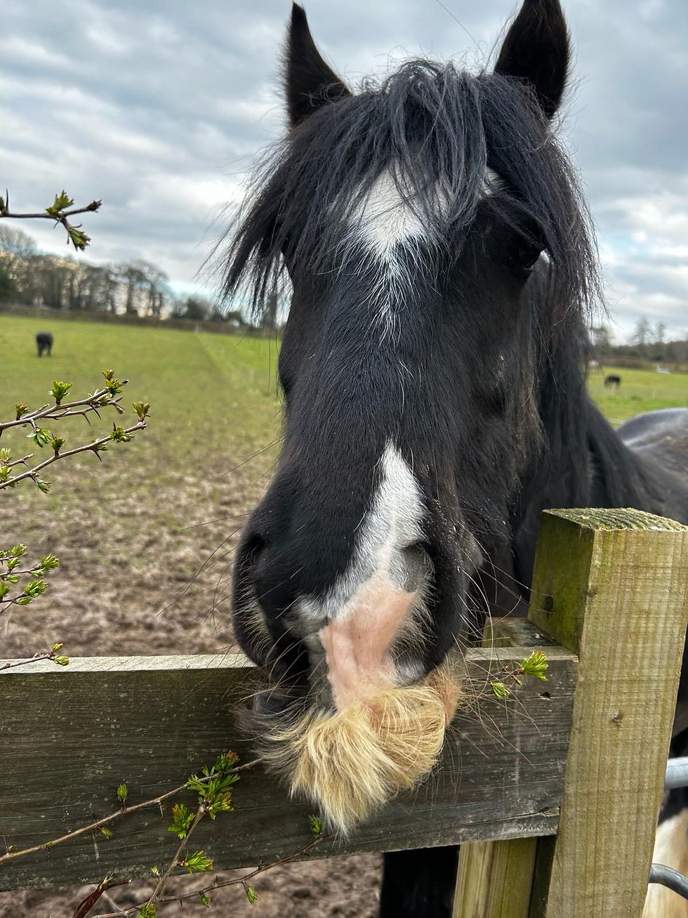 Thumbnail: Sponsor a pony - Shamrock