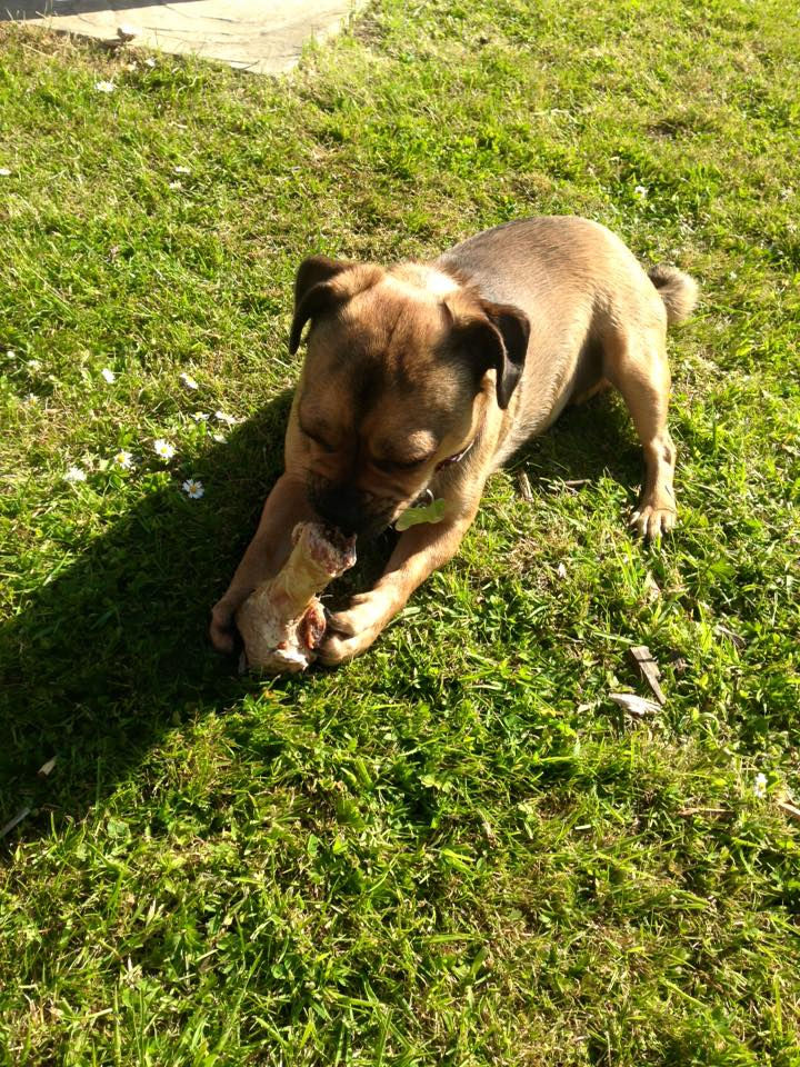 autumn bone in the gaden