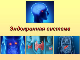 ЭНДОКРИННАЯ СИСТЕМА Сахарный диабет Снегирева о сахарном диабете
