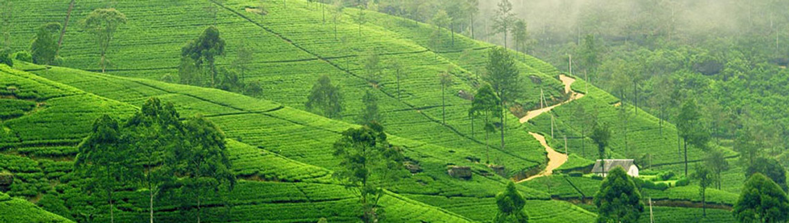 20230217082807kandy_nuwaraeliya_banner_2.jpg