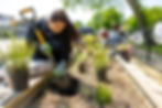 Participants planting native and pollinator species in raised beds. Photo: Joe Ignatius