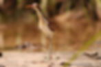 Gallito de ciénaga3.JPG